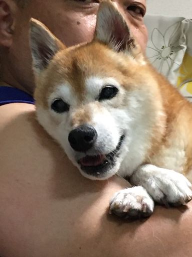漁夫の利なのよ 柴犬アトム 黒柴アラレの日々是好日 漁夫の利なのよ 柴犬アトム 黒柴アラレの日々是好日