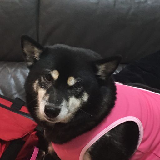 お父さんが変なの使って僕に薬を飲ませようとするんだよ 柴犬アトム 黒柴アラレの日々是好日 お父さんが変なの使って僕に薬を飲ませようとするんだよ 柴犬アトム 黒柴アラレの日々是好日