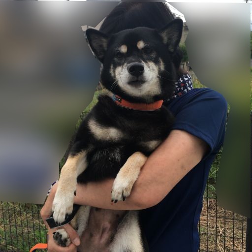柴犬アトム 黒柴アラレの日々是好日 柴犬アトム 黒柴アラレの日々是好日