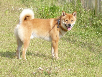 そんなに松ぼっくりが大切なの 柴犬アトム 黒柴アラレの日々是好日