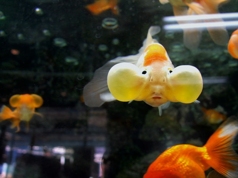 人面金魚 Atomyoの放浪写真