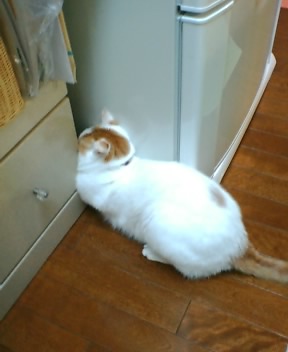 ;��¢�ˤΤߤ뤯