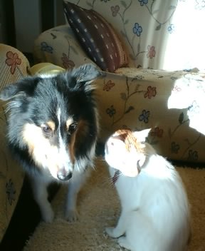 ī�Τ��Ȥߤ�