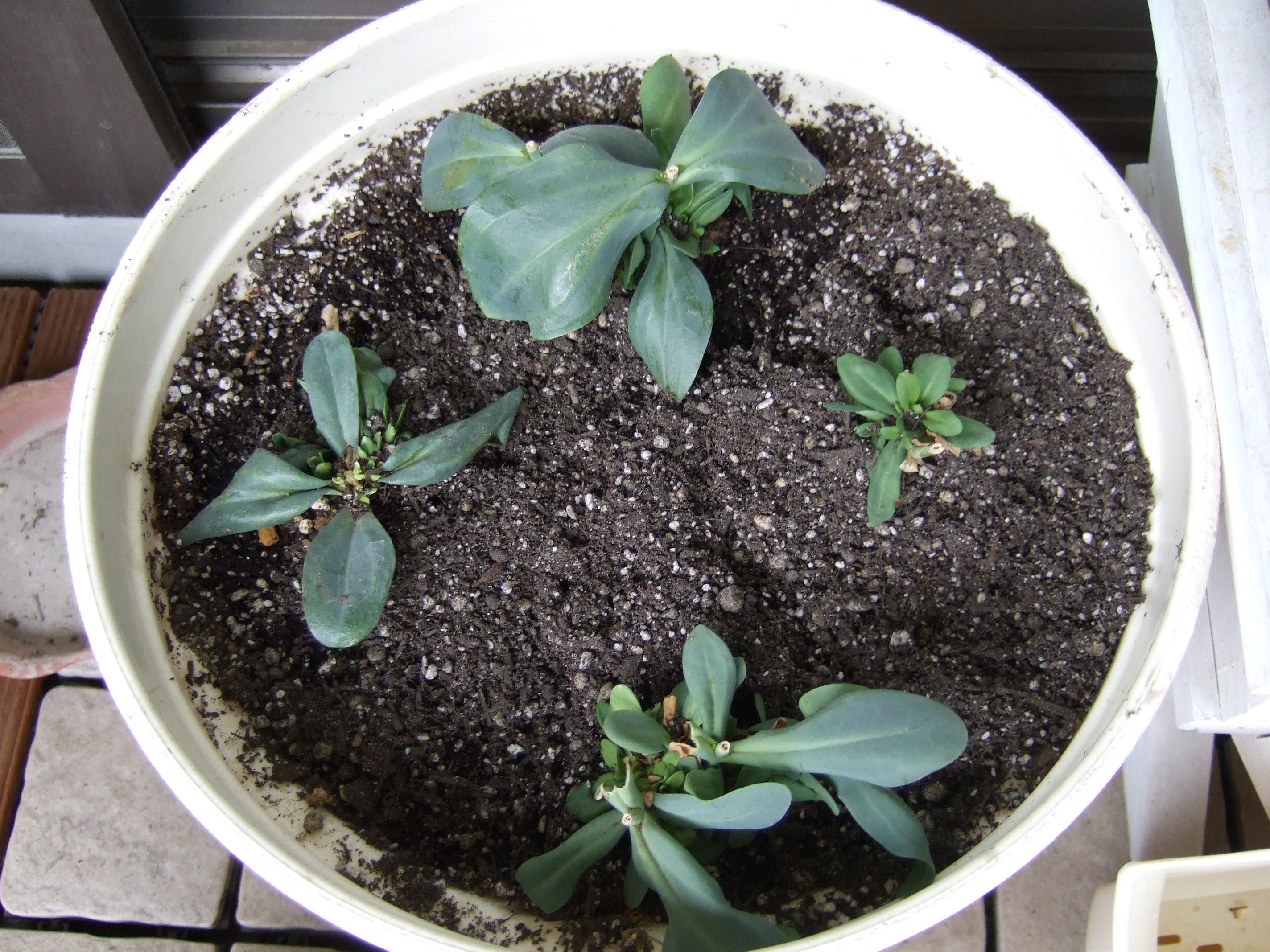 カリフォルニアローズ フィエスタ 寝子と吾