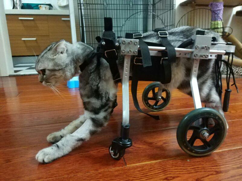 犬の車イス 犬用車イス イヌの車イス 猫の車イス 猫用車イス ネコの車イス うさぎ 犬の車イス ペット小動物の車椅子 犬の車イス 猫の車イス ウサギの車イスペット小動物の車椅子 Www Handicappet Net