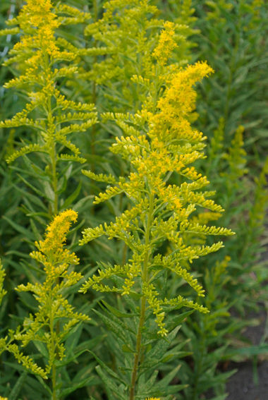 ブタクサとオミナエシそしてセイタカアワダチソウ 主婦も歩けばアートに出会う ブタクサとオミナエシそしてセイタカアワダチソウ 主婦も歩けばアートに出会う