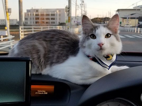 イメージ 1
