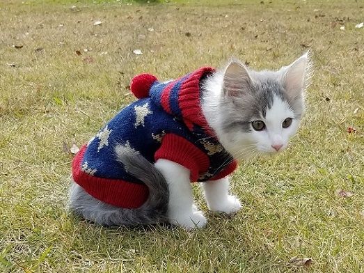 イメージ 8