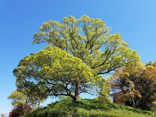 イメージ 15