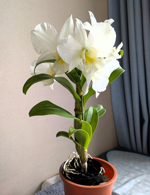 PXL_20250621_032606187