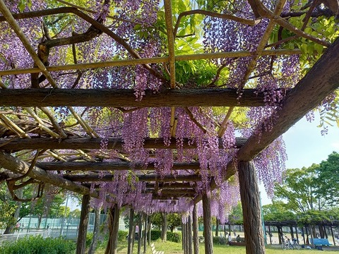 20210423_160639 - コピー