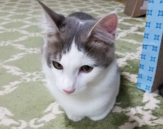 イメージ 2