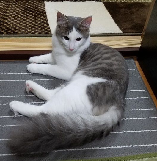 イメージ 7