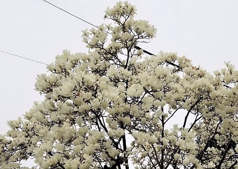 20200314_121219 - コピー