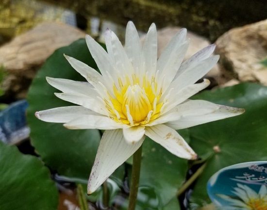 イメージ 5