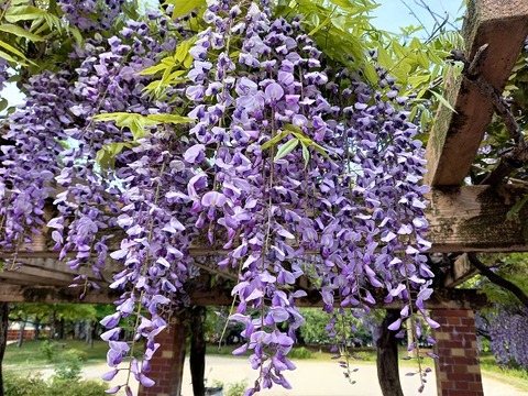 20210422_160456 - コピー