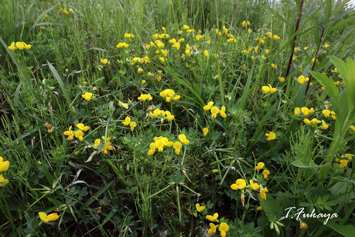 ミヤコグサとコメツブツメクサ : 野の花礼賛