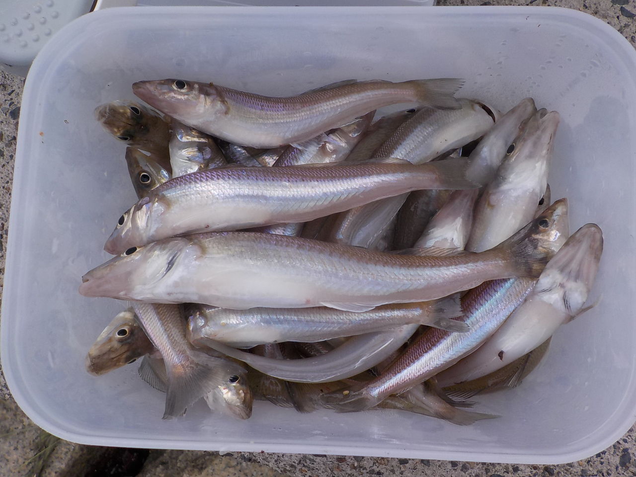 ヒイラギの猛攻に遭いながら あつじぃーの投げ釣り一筋