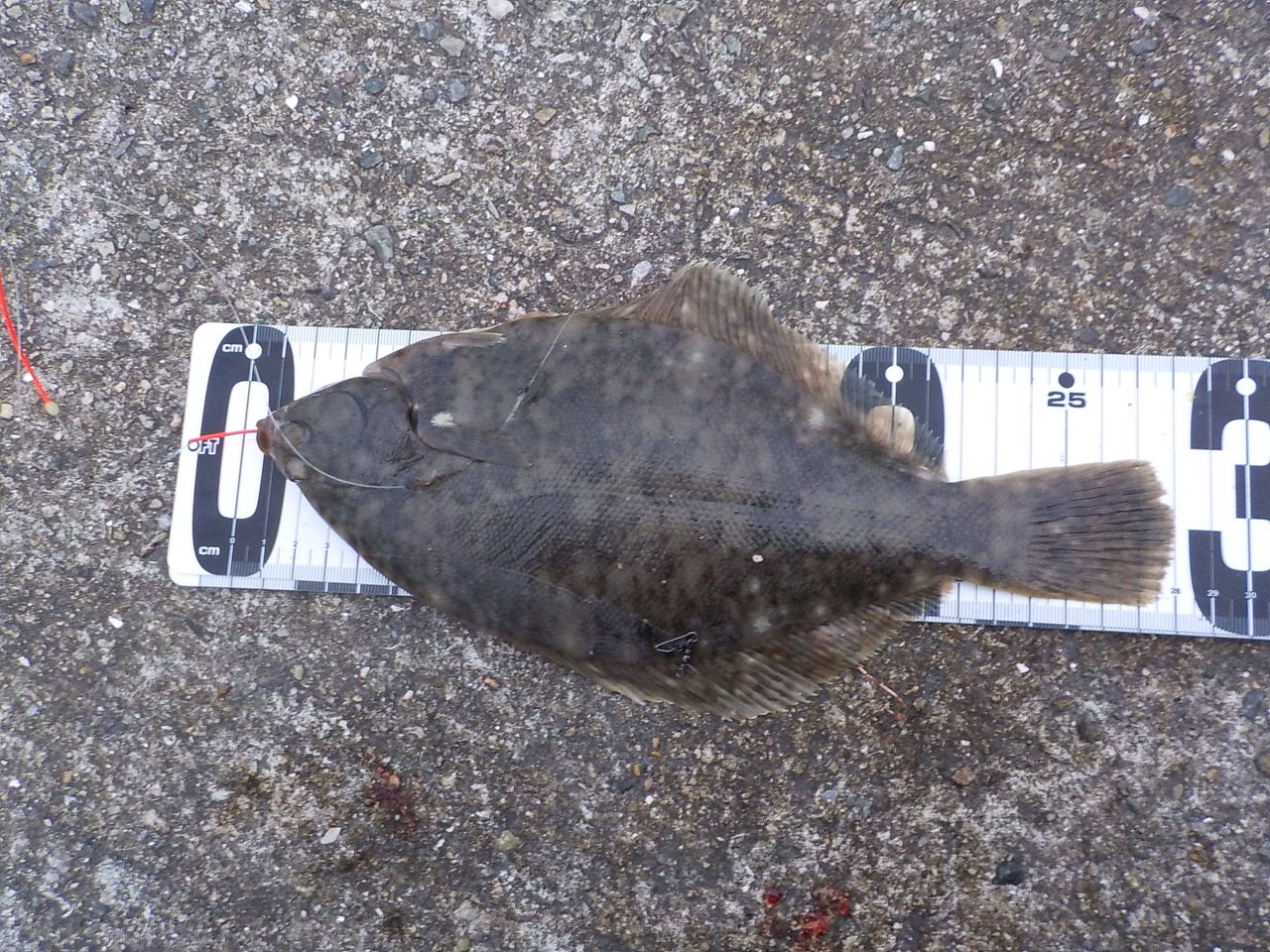 久々の釣りは 東二見でカレイ釣り あつじぃーの投げ釣り一筋 久々の釣りは 東二見でカレイ釣り あつじぃーの投げ釣り一筋