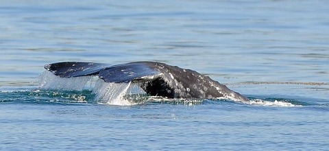 20111226__db_whale_watch_horiz_01