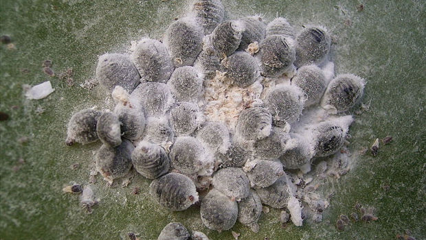 これを知ったらスタバのストロベリーフラプチーノ飲めなくなります ｌａおすすめ クチコミ生活 中級編