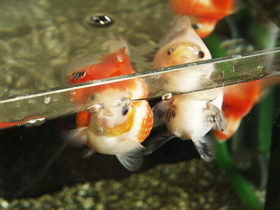 金魚 の水 が臭い 徒然メモ