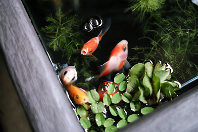 金魚可愛いわ 徒然メモ 金魚可愛いわ 徒然メモ