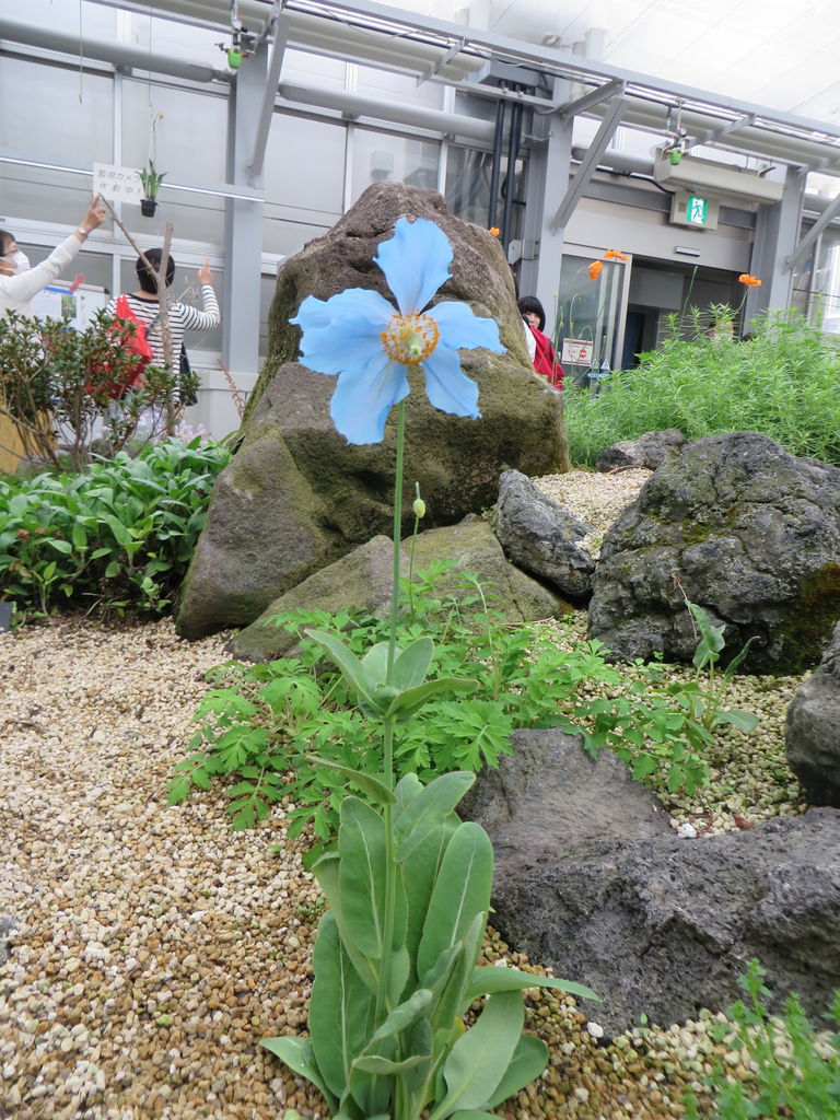 日本の平地での栽培は難しいというヒマラヤの青いケシの花を見てきました あっちゃんの日記