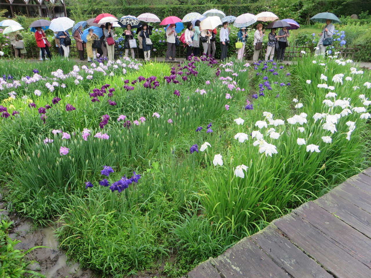 奈良宇陀市 花の郷滝谷はなしょうぶ園 に行ってきました あっちゃんの日記