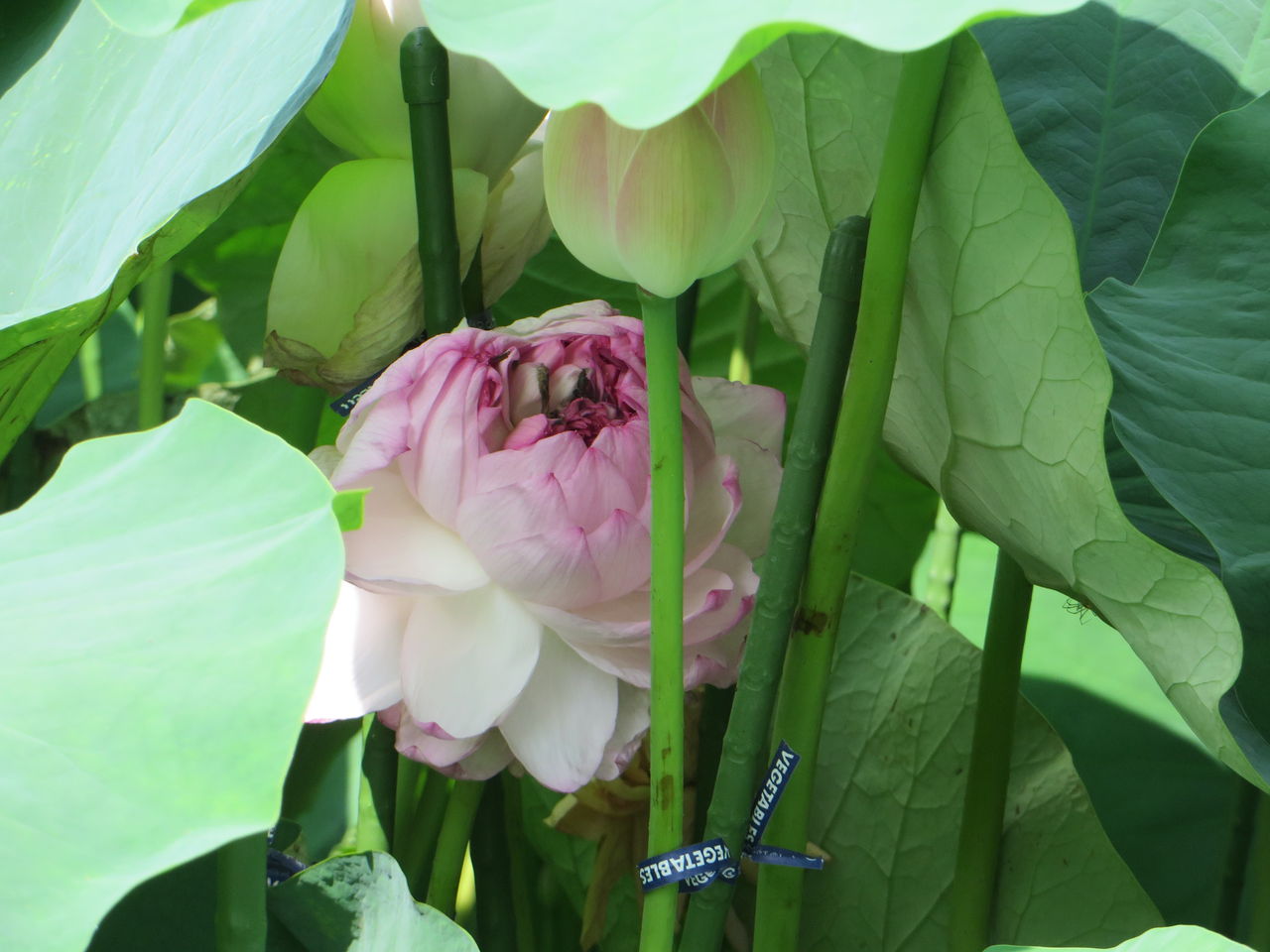 続 花の散歩で近江妙蓮公園に行ってきました あっちゃんの日記