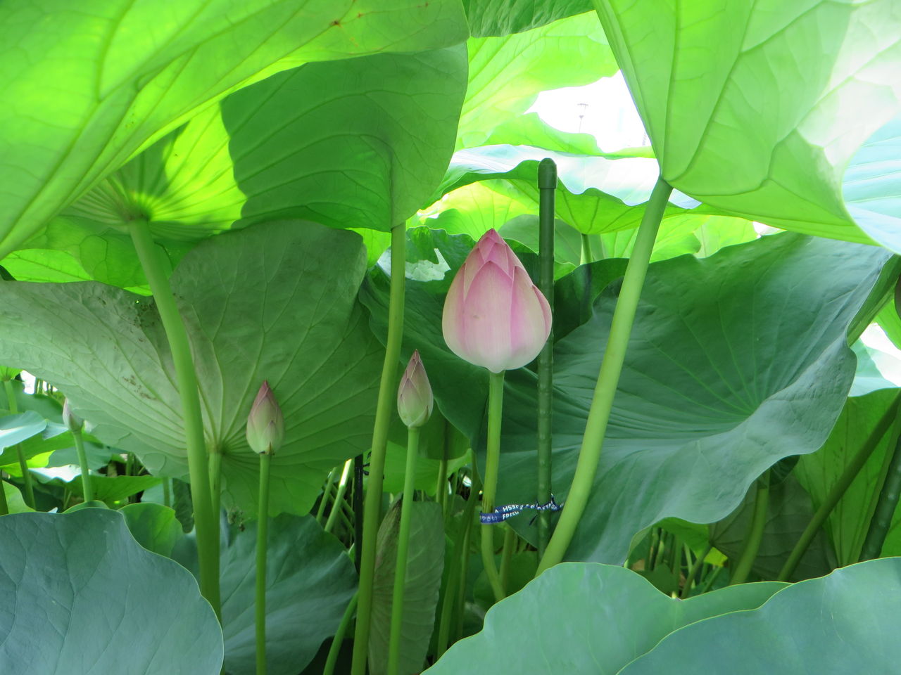 続 花の散歩で近江妙蓮公園に行ってきました あっちゃんの日記