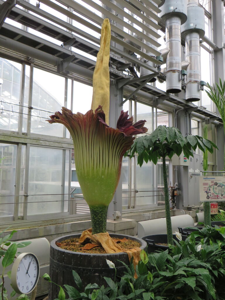 京都府立植物園で ショクダイオオコンニャク の花を観てきました あっちゃんの日記