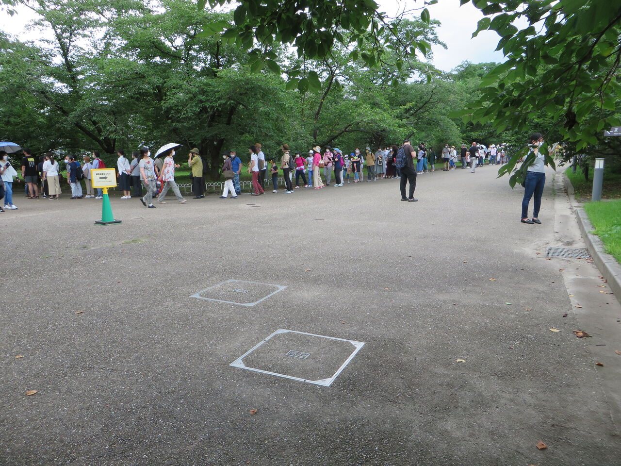 京都府立植物園で ショクダイオオコンニャク の花を観てきました あっちゃんの日記