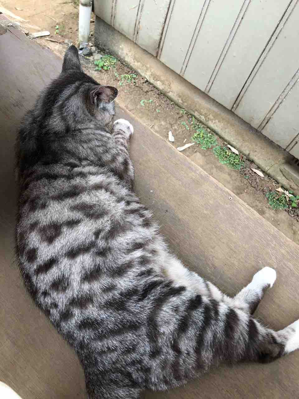 農家さん家の猫 : 中度知的障害児と母ちゃんの生活