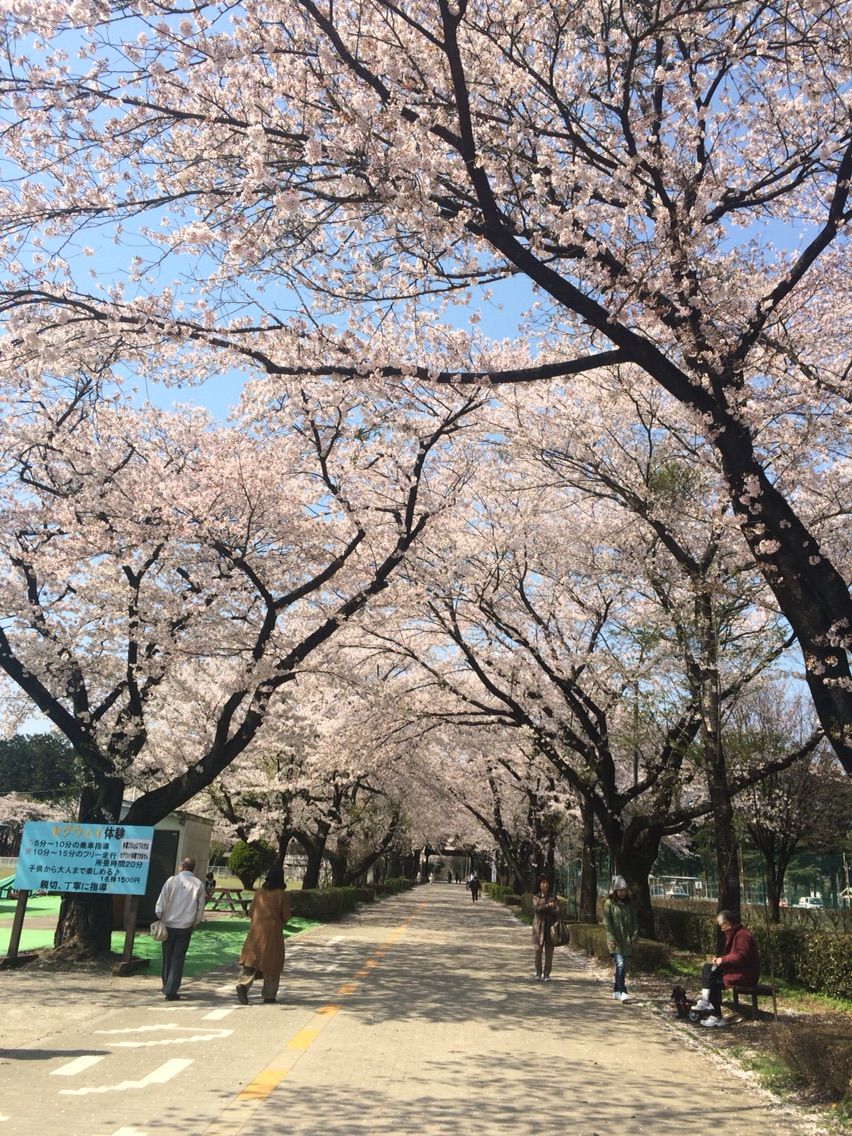 16 April 那須 千本松牧場の素晴らしい桜並木 Life Is Beautiful 16 April 那須 千本松牧場の素晴らしい桜並木 Life Is Beautiful