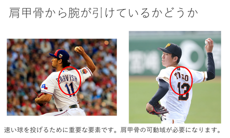 プロ野球選手 肩甲骨