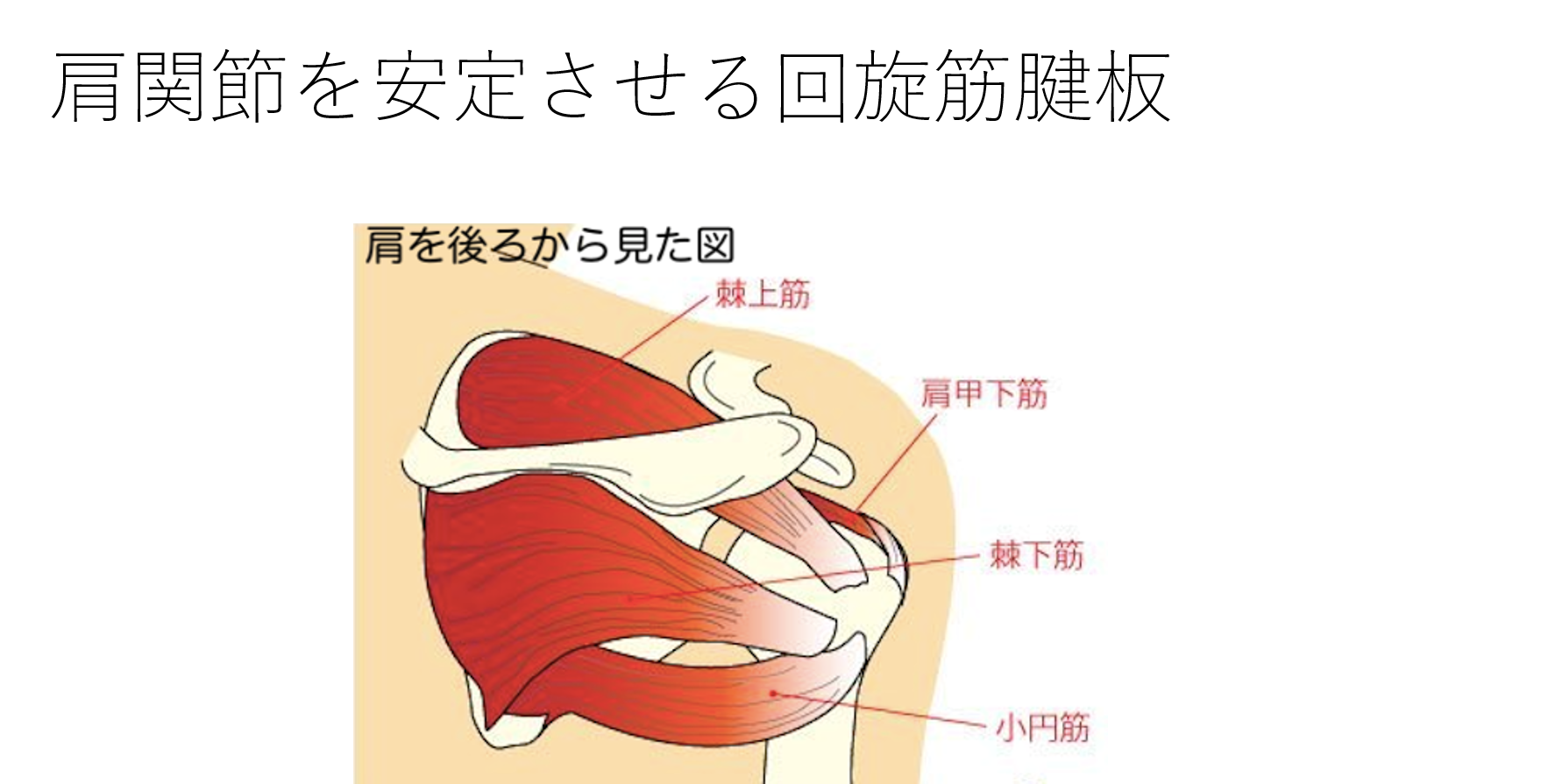 野球肩を予防する腱板強化メニュー Med野球 野球のトレーニングと治療についてー 野球肩を予防する腱板強化メニュー Med野球 野球のトレーニングと治療についてー