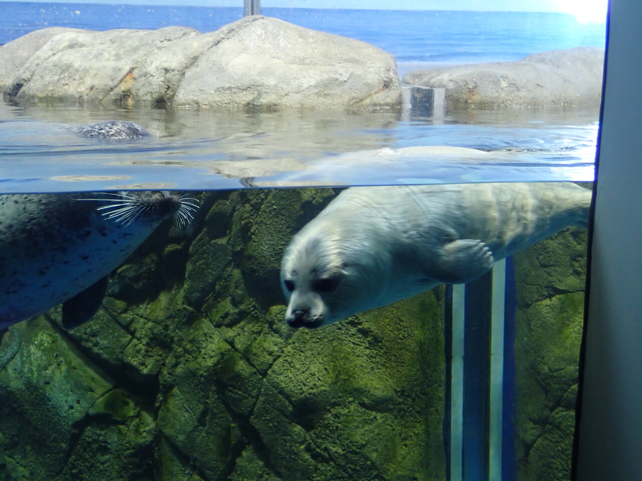今年のゴマちゃんウィークは，新江ノ島水族館でリアルあざらしの