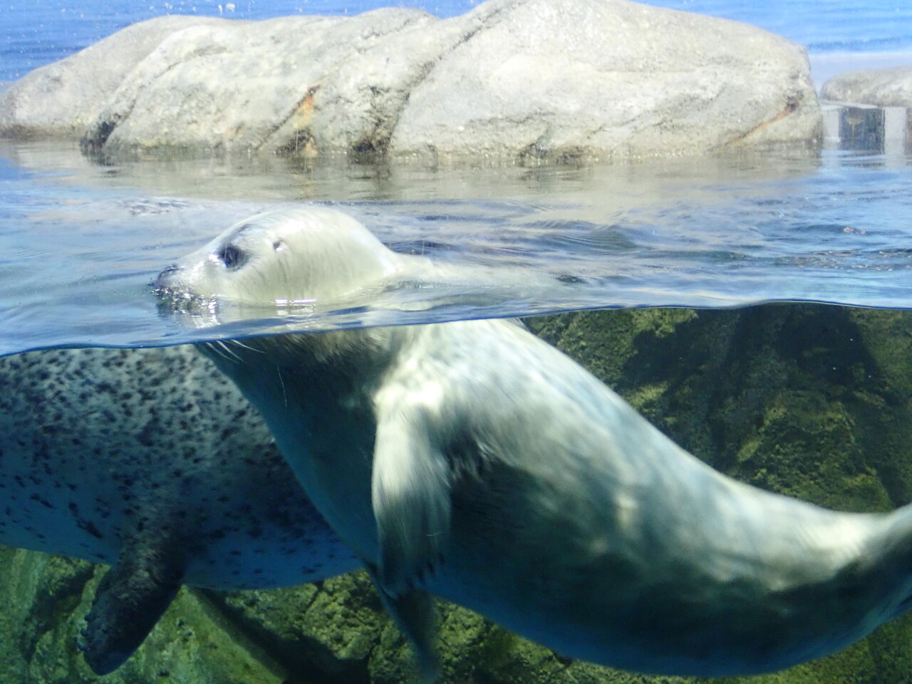 今年のゴマちゃんウィークは，新江ノ島水族館でリアルあざらしの