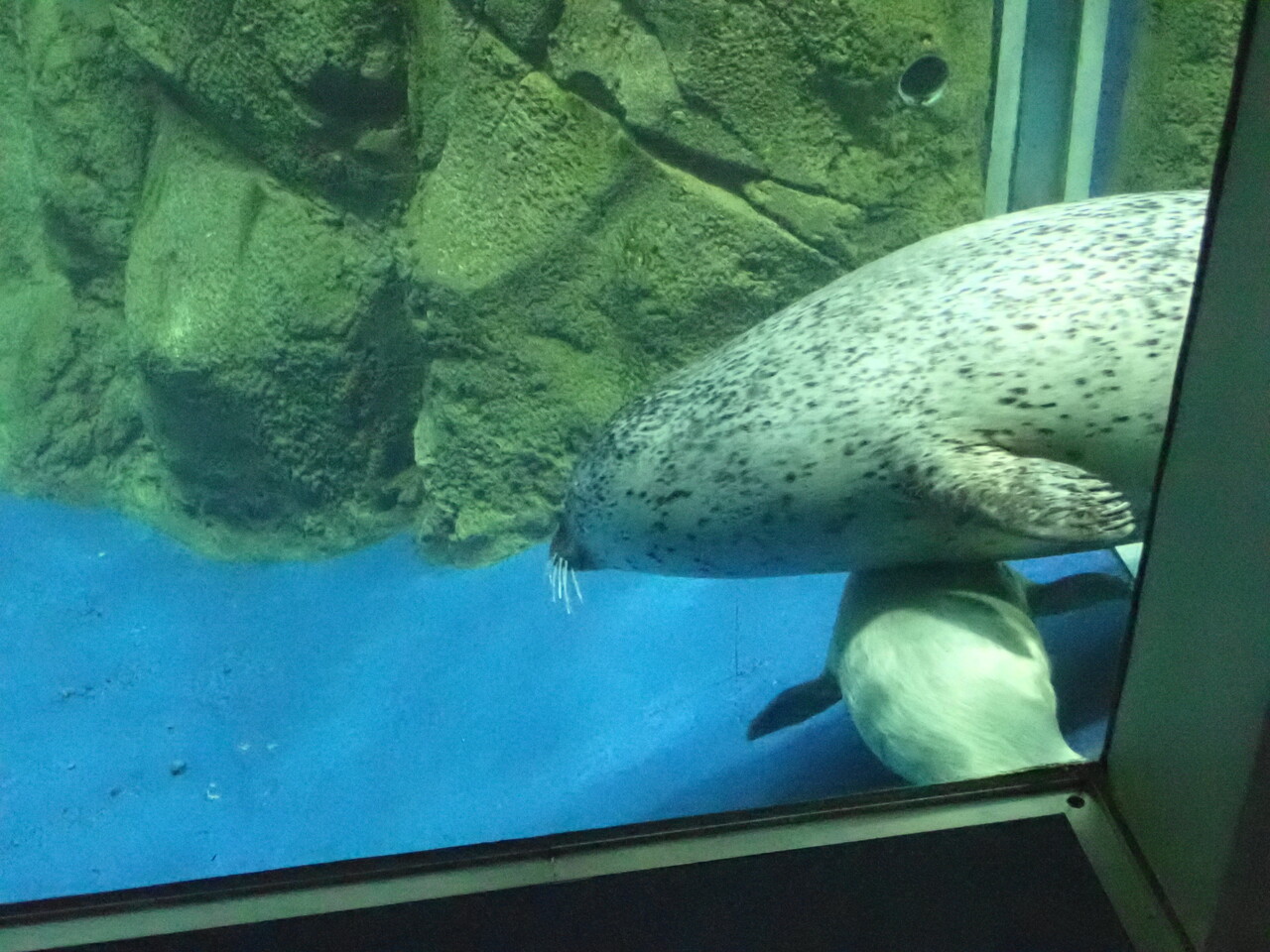 今年のゴマちゃんウィークは，新江ノ島水族館でリアルあざらしの