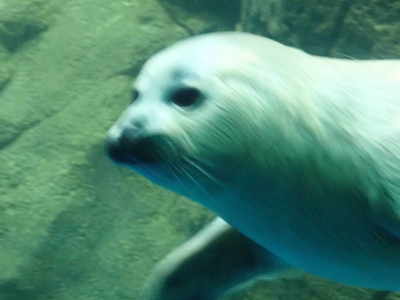 今年のゴマちゃんウィークは，新江ノ島水族館でリアルあざらしの