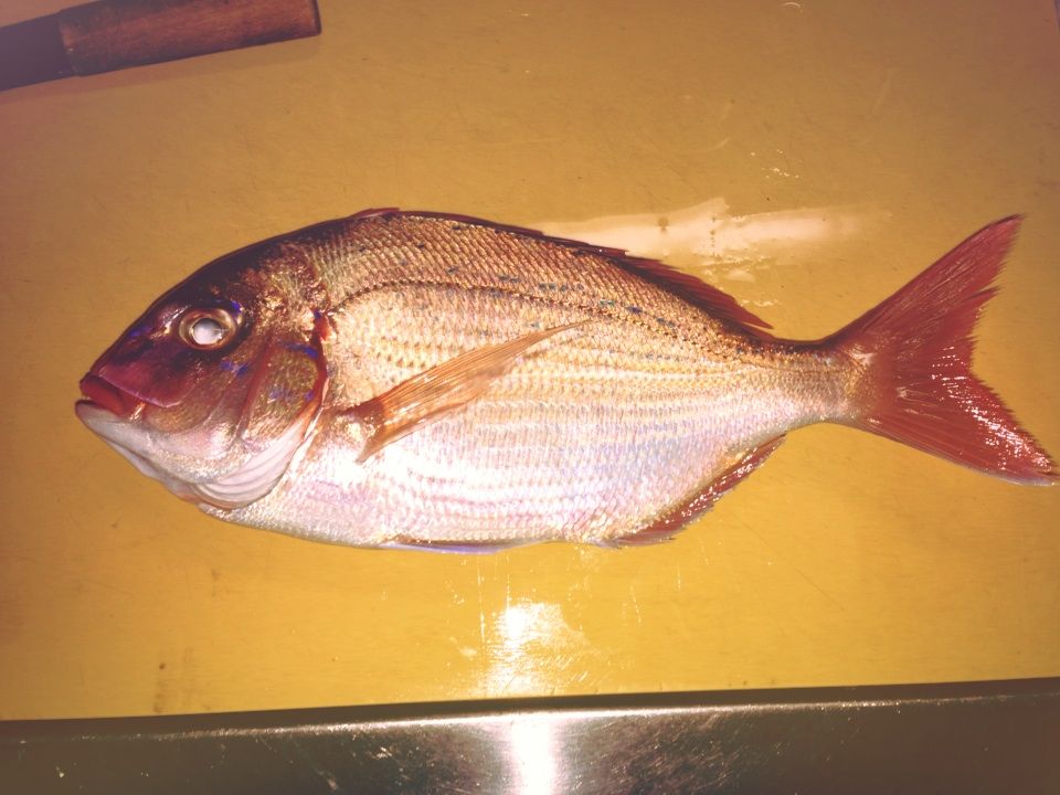 血 の文字を持つ美しい魚 フィッシャーマンズ日記 血 の文字を持つ美しい魚 フィッシャーマンズ日記