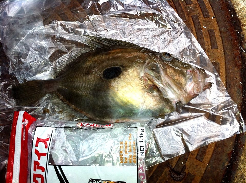 馬頭なのか的なのか フィッシャーマンズ日記 馬頭なのか的なのか フィッシャーマンズ日記