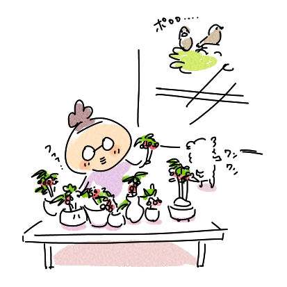 野鳩夫妻4