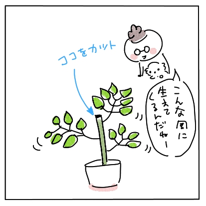 生え方