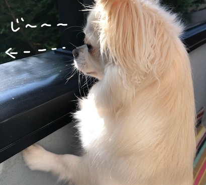 はと1