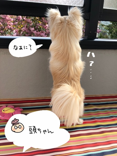 どうなが2