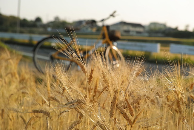 SDIM0363