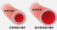 血管の収縮弛緩 画像1