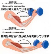 Inked短縮性と伸張性収縮 画像1_LI